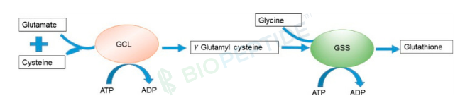 L-Glutathione 600mg image 1